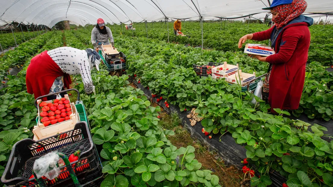 Alrededor de 15.000 marroquíes y miles de latinoamericanos trabajarán en la campaña agrícola de Huelva