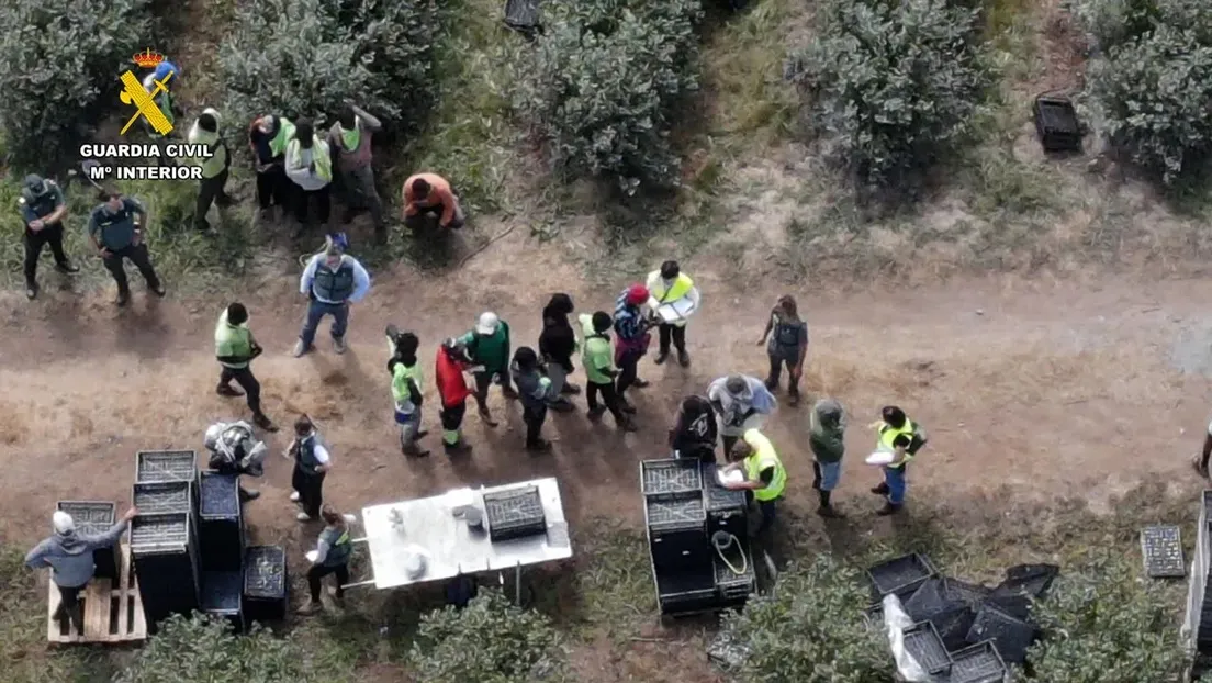La Guardia Civil desmantela una red que explotaba a 82 inmigrantes ilegales en una plantación de arándanos en Lugo