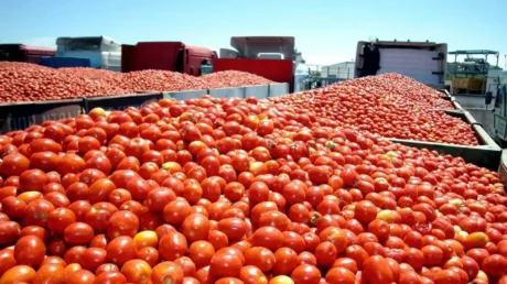 Marruecos supera a España como segundo proveedor de tomate a la Unión Europea con un incremento de 48.000 toneladas - febrero 2025