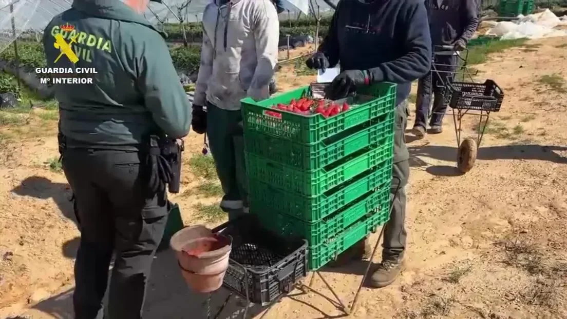Cinco detenidos y dos investigados por falsificar documentos a inmigrantes ilegales para trabajar en el campo en Huelva