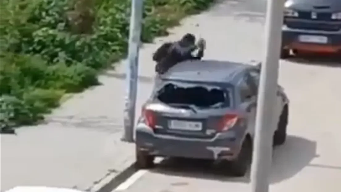 Detenido un subsahariano por destrozar las lunas traseras y delanteras de 31 vehículos estacionados en Mollet del Vallés (Barcelona)