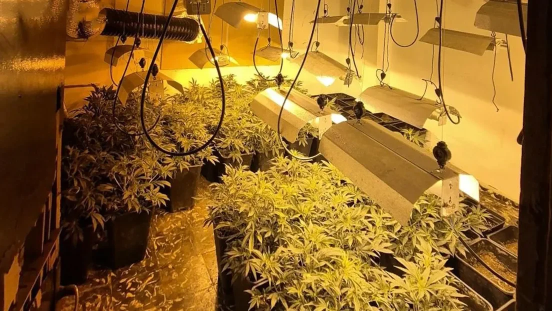Un desahucio en Palma de Mallorca revela una plantación de marihuana regentada por un marroquí