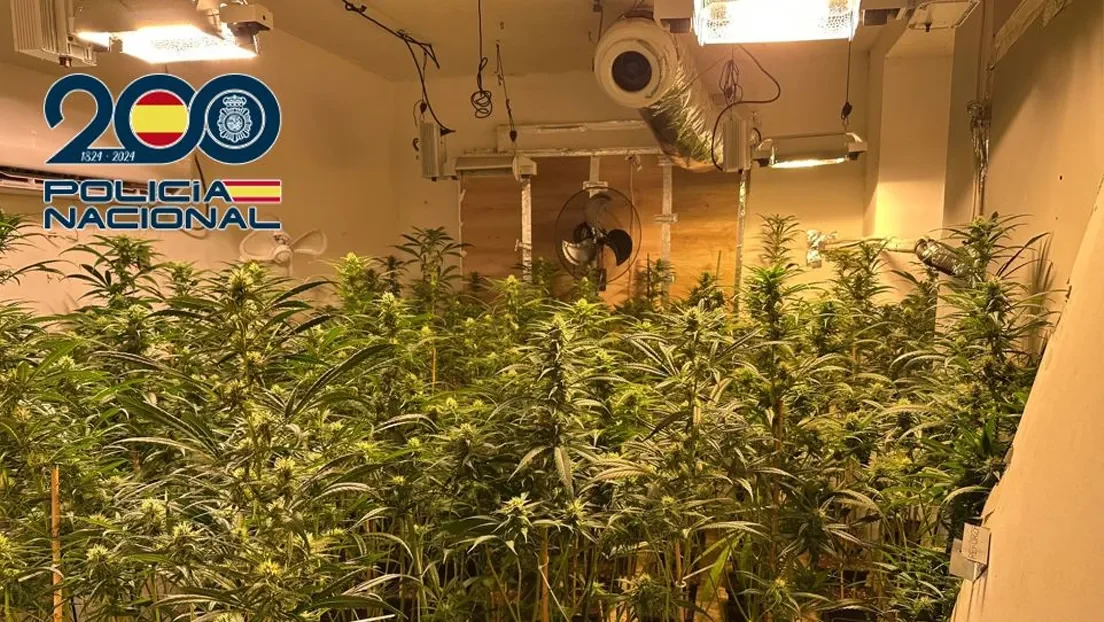 La Policía Nacional desarticula en Granada tres plantaciones de interior con casi 1.500 plantas de marihuana