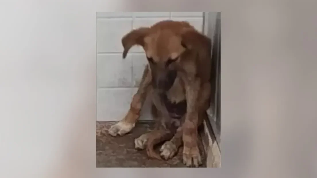 Cuarto caso de rabia detectado en lo que va de año en Melilla en un perro procedente de Marruecos