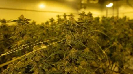 Desmantelada en Málaga una red de tráfico de marihuana entre España y Alemania con cuatro detenidos de diversas nacionalidades - junio 2025