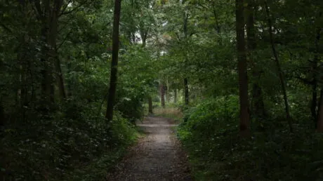 Detenido un violador en serie pakistaní tras agredir a un nuevo joven en un bosque de París - junio 2025