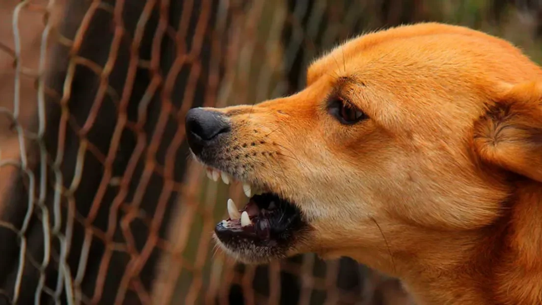Muere en Inglaterra una persona tras contraer la rabia por contacto con un perro callejero en Marruecos