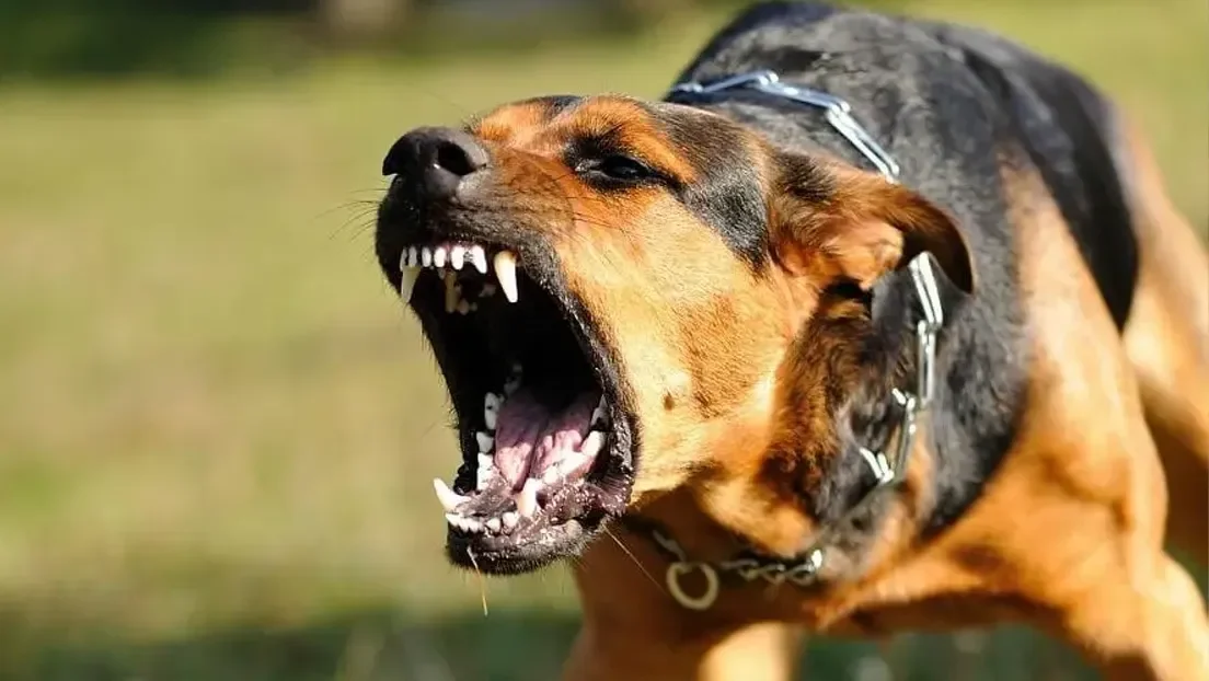 Una turista suiza fallece tras ser arañada por un perro con rabia durante sus vacaciones en Marruecos